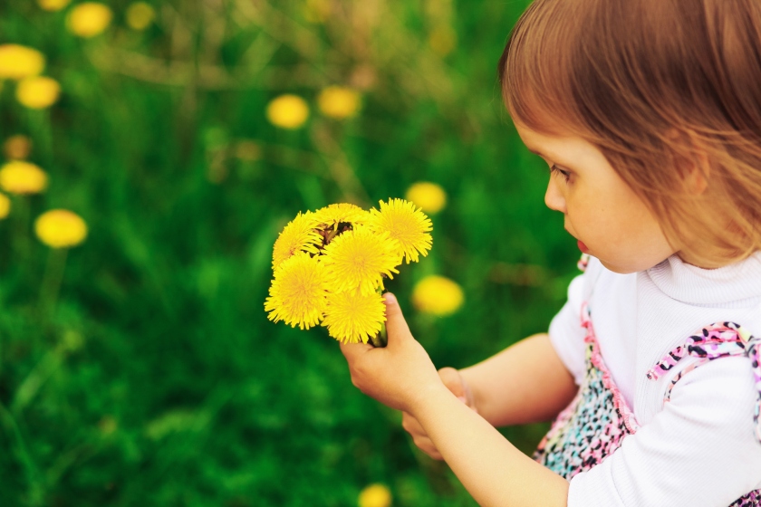 Photo: A young child sits on grass holding a bunch of dandelions.