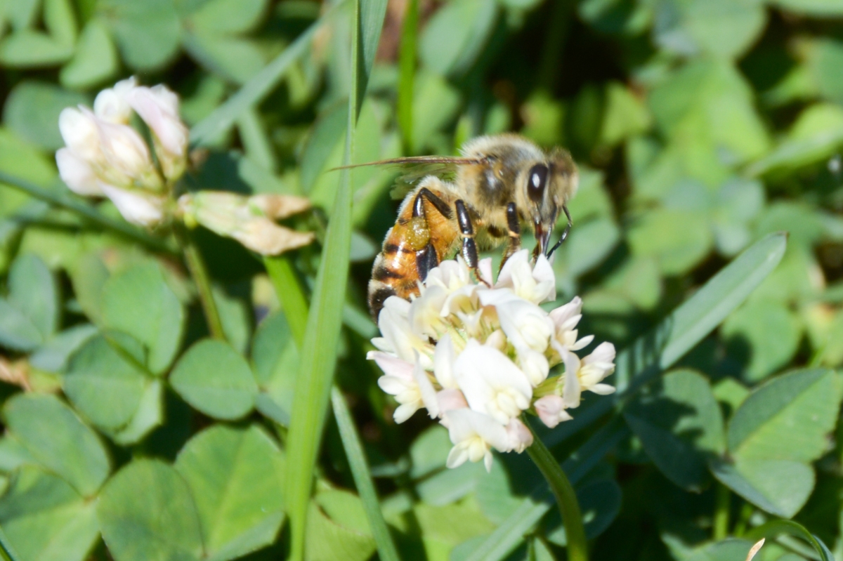 Clear Evidence: Neonics are undermining Essential Ecosystems